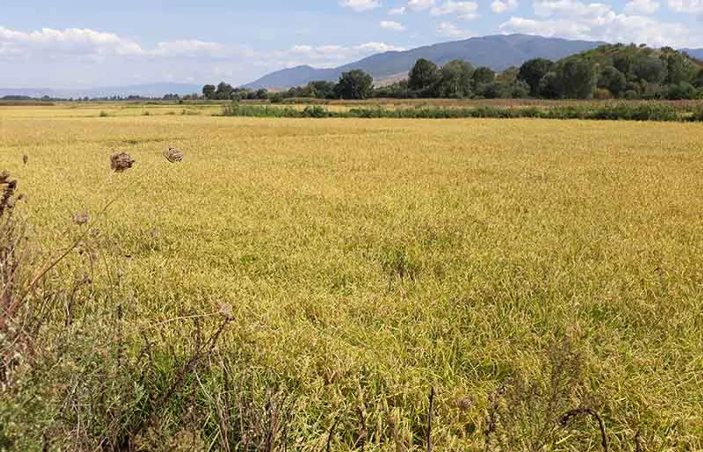 Golden rice field in the Kochani region